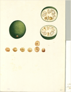 Ilustración botánica de Solanum contortum