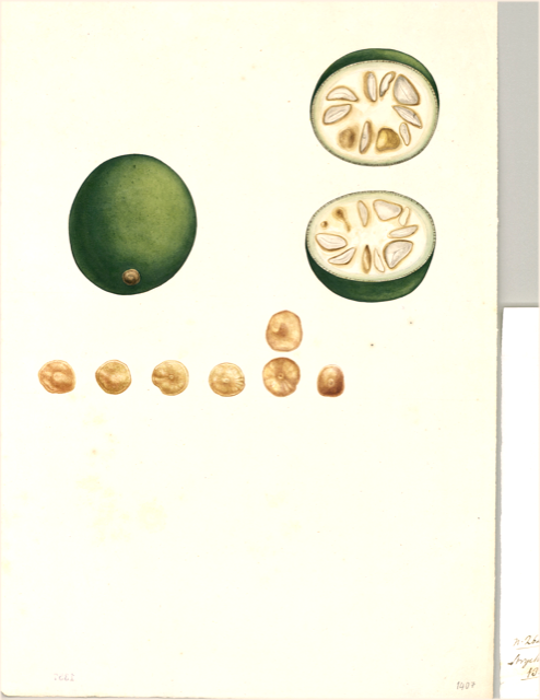 Ilustración botánica de Solanum muricatum