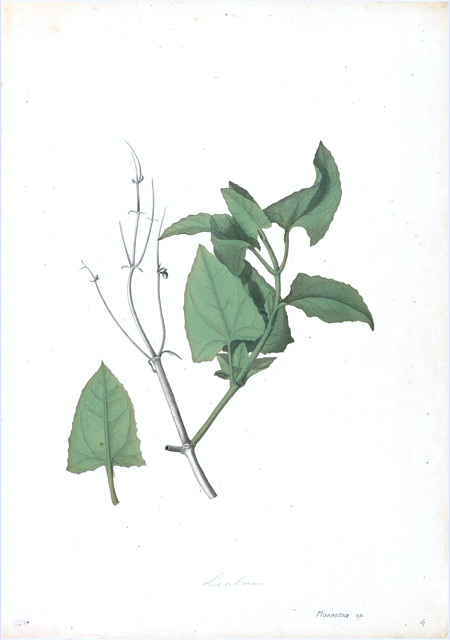 Ilustración botánica de Solanum nigrum