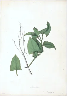 Ilustración botánica de Hierba mora negra