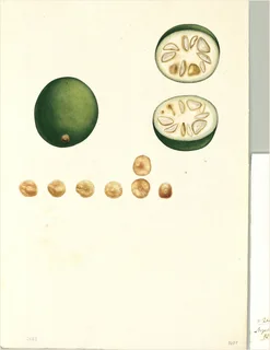 Ilustración botánica de Jurubeba