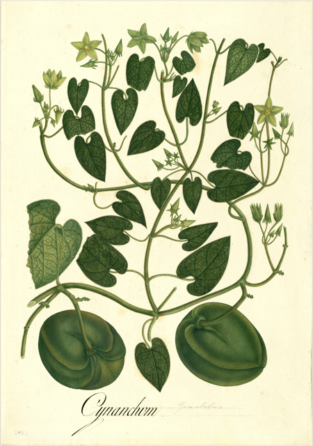 Ilustración botánica de Solanum quitoense