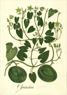 Ilustración botánica de Lulo