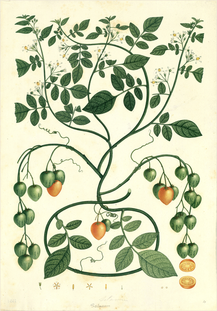 Ilustración botánica de Solanum sessiliflorum