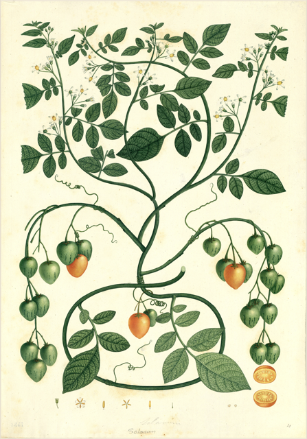 Ilustración botánica de Solanum tuberosum
