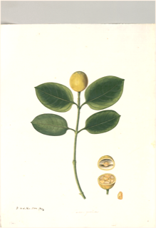 Ilustración botánica de Jobo