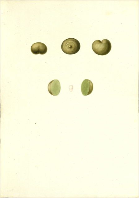 Ilustración botánica de Spondias purpurea