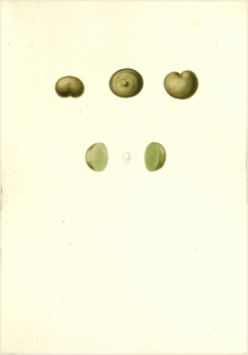 Ilustración botánica de Jocote