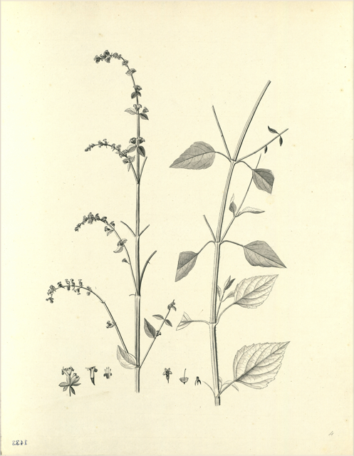 Ilustración botánica de Stachytarpheta jamaicensis
