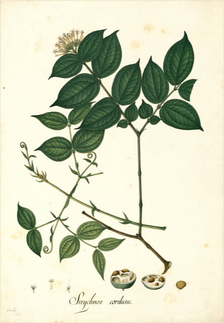 Ilustración botánica de Strychnos toxifera
