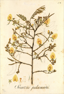Cumaceba