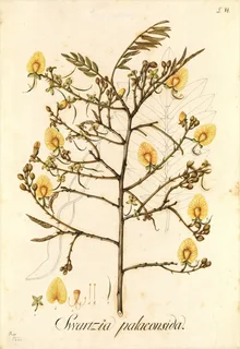 Ilustración botánica de Cumaceba