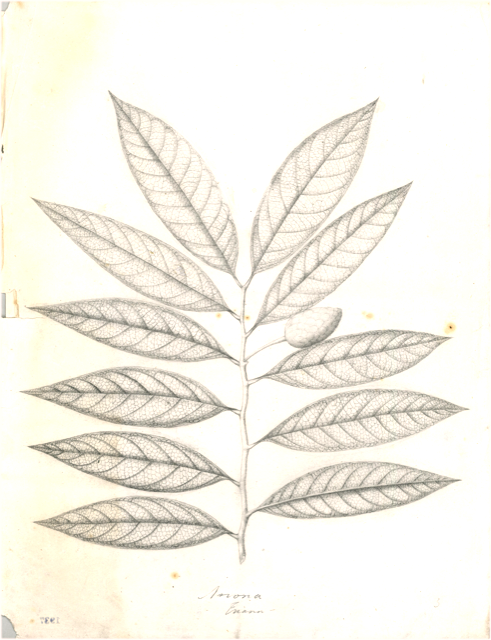 Ilustración botánica de Swietenia macrophylla