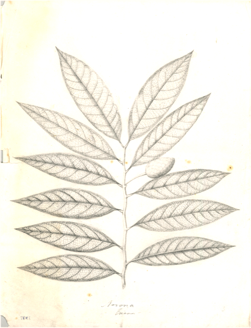 Ilustración botánica de Swietenia mahagoni