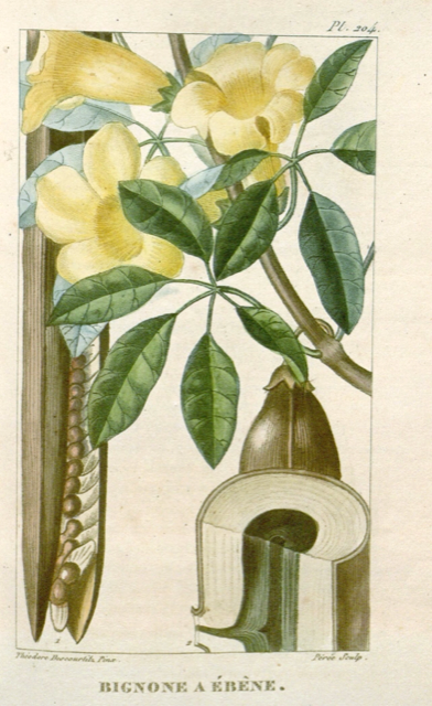 Ilustración botánica de Tabebuia impetiginosa