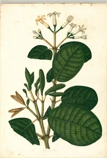 Ilustración botánica de Jazmín de leche