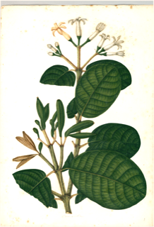 Sanango