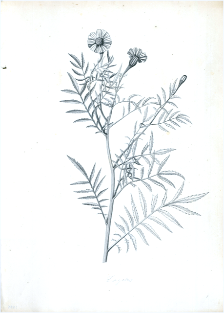 Ilustración botánica de Tagetes lucida