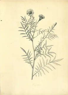 Ilustración botánica de Tagetes multiflora