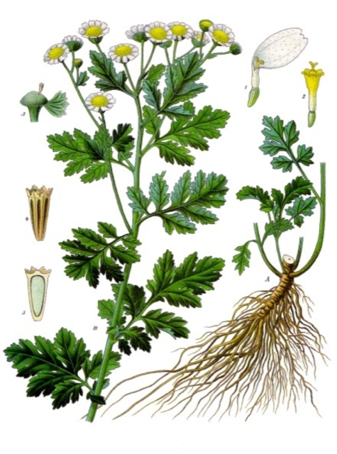 Ilustración botánica de Tanacetum parthenium