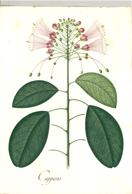 Ilustración botánica de Caesalpinia spinosa