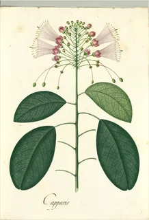 Ilustración botánica de Tara