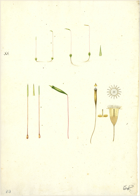 Ilustración botánica de Taraxacum officinale