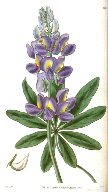 Ilustración botánica de Lupinus mutabilis