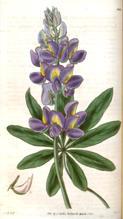 Ilustración botánica de Tarwi