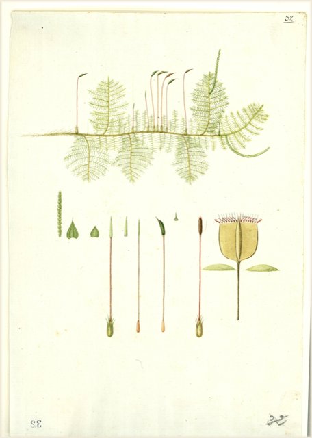 Ilustración botánica de Taxodium mucronatum