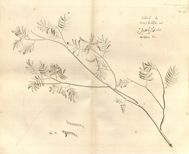 Ilustración botánica de Tephrosia purpurea