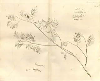 Ilustración botánica de Barbasco