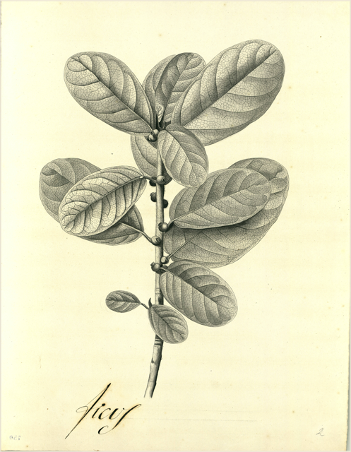 Ilustración botánica de Terminalia catappa