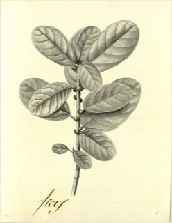 Ilustración botánica de Almendro tropical