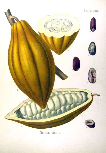 Ilustración botánica de Theobroma cacao