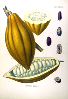 Cacao