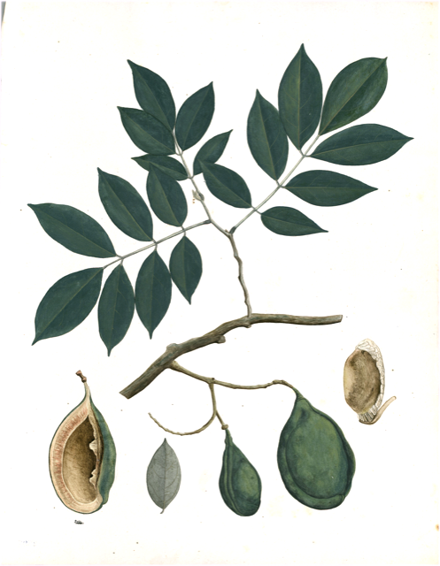 Ilustración botánica de Theobroma grandiflorum