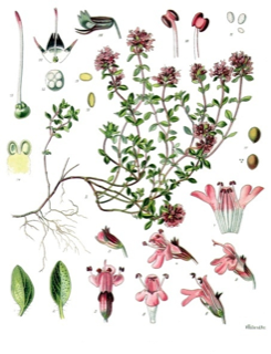 Ilustración botánica de Thymus serpyllum
