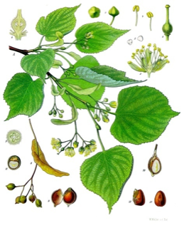 Ilustración botánica de Tilia cordata
