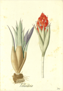 Ilustración de Achupalla