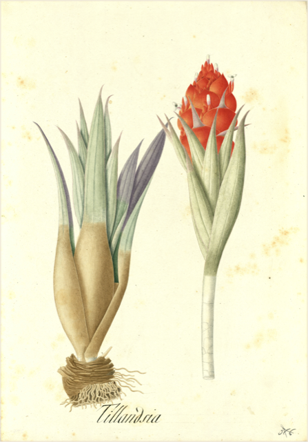 Ilustración botánica de Tillandsia streptocarpa