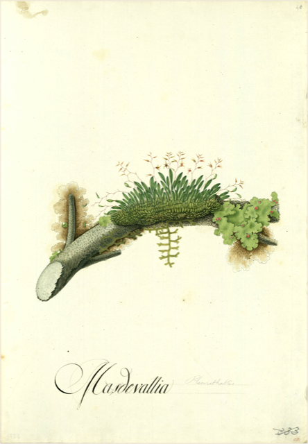 Ilustración botánica de Tillandsia usneoides