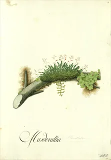 Ilustración botánica de Heno