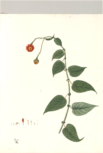 Ilustración botánica de Tithonia diversifolia
