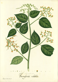 Ilustración botánica de Borraja de monte