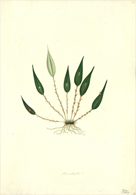 Ilustración botánica de Tradescantia zanonia