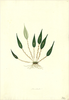 Ilustración botánica de Tradescantia de hoja ancha