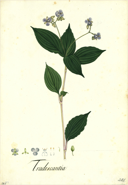 Ilustración botánica de Tradescantia zebrina