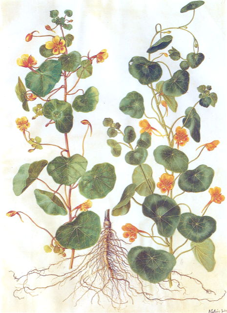 Ilustración botánica de Tropaeolum majus