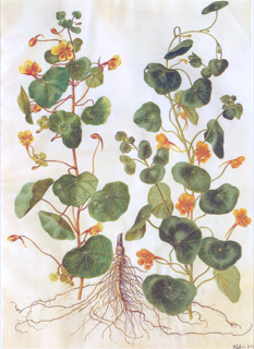 Ilustración botánica de Capuchina